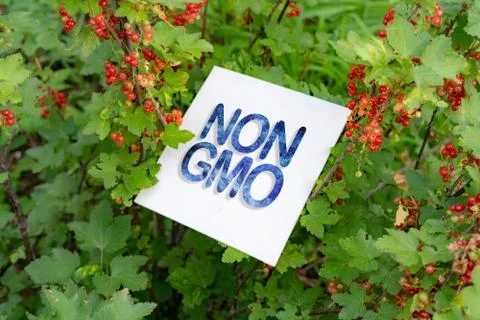 Square white frame with non gmo text concept on the farms Stock Photos