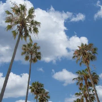 Square White puffy clouds Low angle view of palm trees at La Jolla in Calif.. 스톡 사진