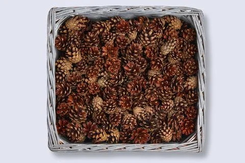 Square wicker basket full of pine cones isolated on white background Stock Photos