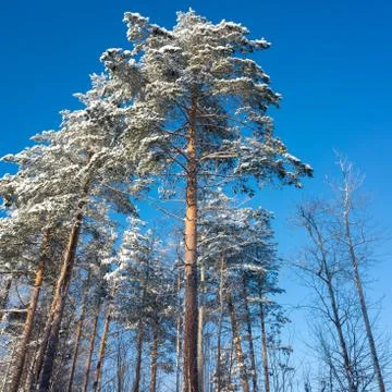 Square winter landscape with pine trees Stock Photos