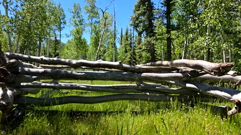 Square wooden structure in a lush green forest Stock Footage 248549482
