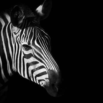 Square Zebra Portrait with Dramatic Black Background Stock Photos