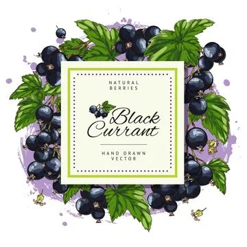 Squared frame with hand drawn colorful blackcurrant berries and leaves sketch 스톡 일러스트