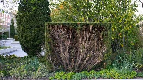 Squared green bush in the park in spring Stock Photos