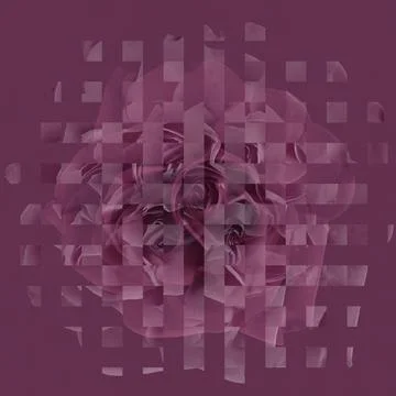 Squares rose Stock Photos
