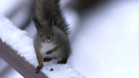 Squarrel in winter forest Stock Footage 70316588