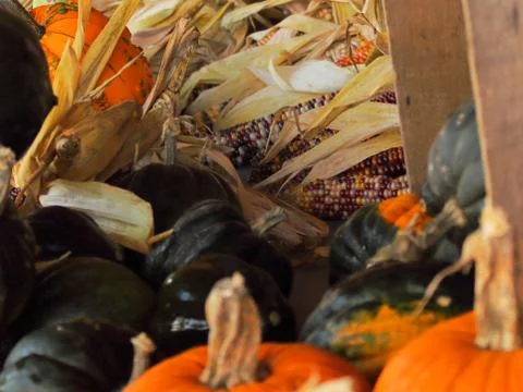 Squash And Corn Pile Stock Photos