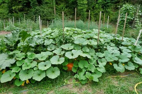 Squash and Pumpkin Bed . Stock Photos