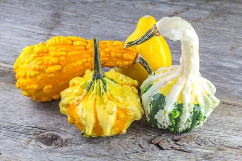 Squash and Pumpkin Stock Photos