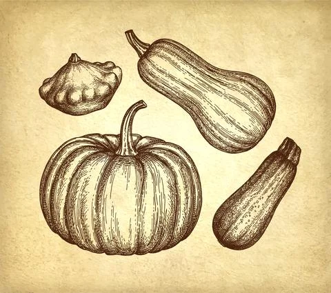 Squash and pumpkin set. Stock Illustration