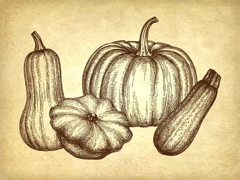 Squash and pumpkin set. Stock Illustration