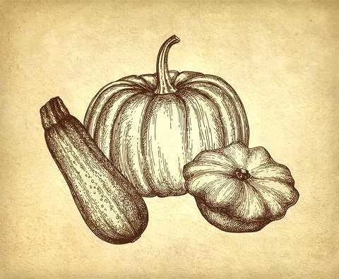Squash and pumpkin set. Stock Illustration