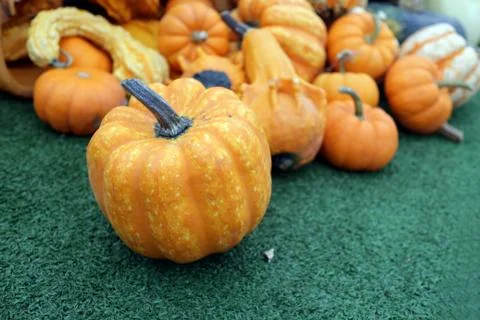 Squash and pumpkins Stock Photos