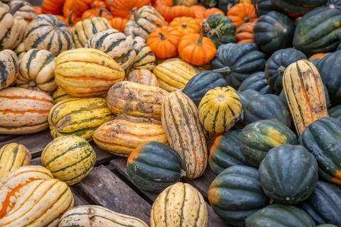 Squash and Pumpkins Stock Photos
