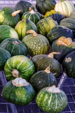 Squash available for members pickup at the CSA farm Stock Photos