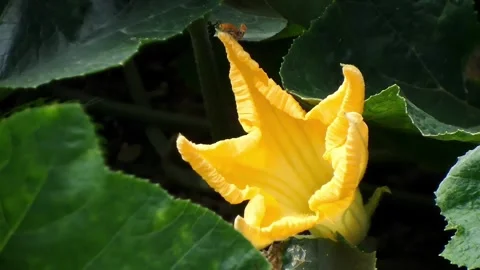 Squash beetle insect on yellow pumpkin flower petal, fixed shot. Stock Footage 341462923