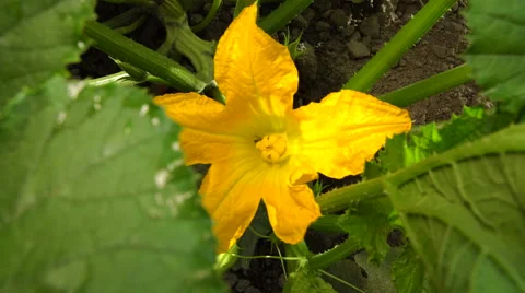 Squash Bloossom In The Garden Stock Footage 64756090