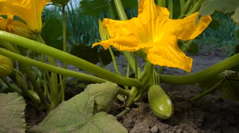 Squash Bloossom In The Garden Stock Footage 64801227