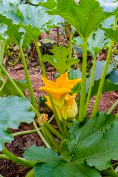 Squash blossom as it opens.  Note the spiral pattern on the lower bud Stock Photos