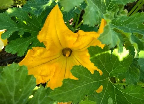 Squash Blossom Foto stock