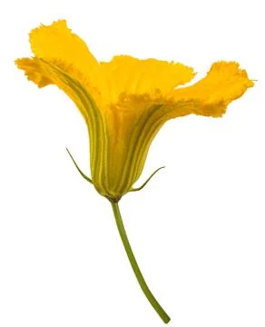 Squash blossom Stock Photos