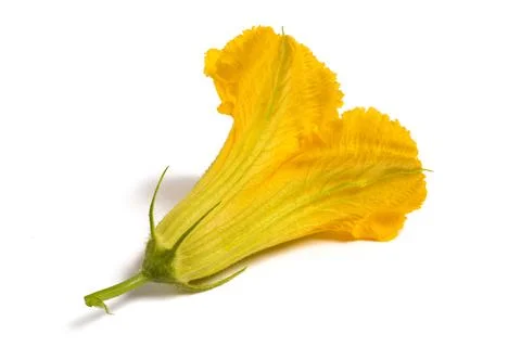 Squash blossom Stock Photos