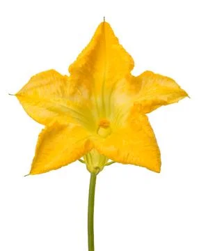 Squash blossom Stock Photos