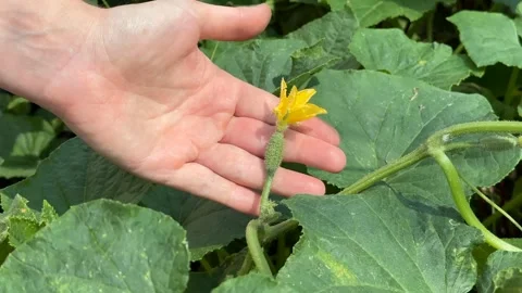 Squash Blossom Touch Stock Footage 311657942
