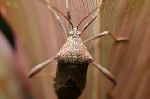 The Squash Bug Anasa Tristis on Leaf Stock Photos