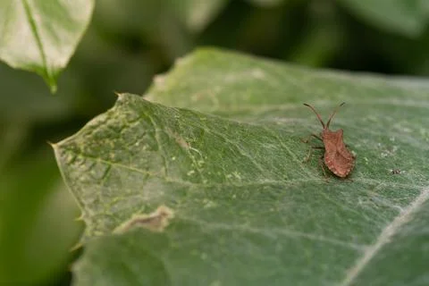 Squash bug Coreus marginatus. Dock bug Coreus marginatus on a green leaf of g Stock Photos