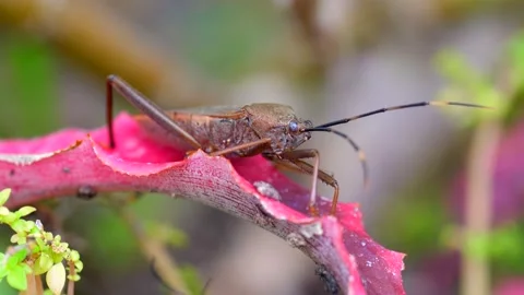 Squash bug insect sitting on blade of green grass. Close-up shot 動画素材 235019548