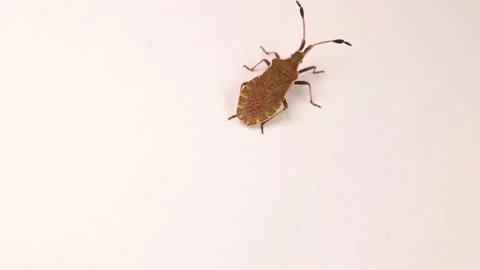 Squash bug isolated on white background. like looks brown marmorated stink bug Stock Footage 198357641