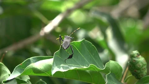Squash Bug, Malaysia Video stock 140834185