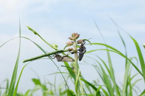 Squash bug 스톡 사진