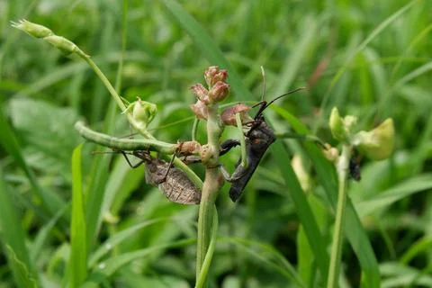 Squash bug 스톡 사진