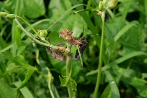 Squash bug 스톡 사진