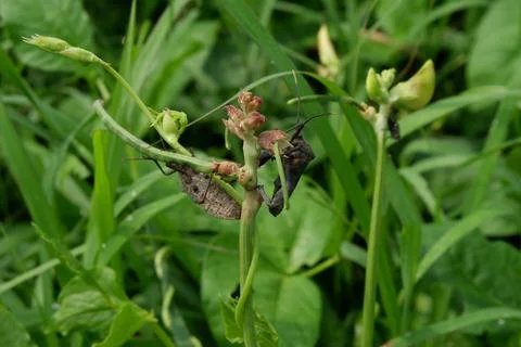 Squash bug 스톡 사진