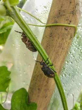 The squash bug Foto stock