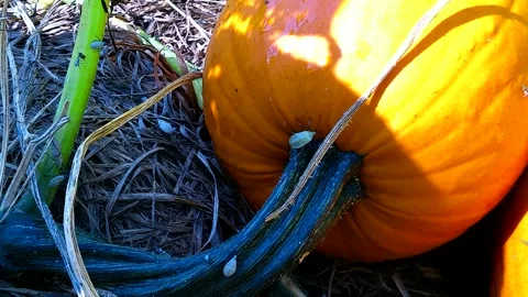 Squash bugs Crawling on a Fall Pumpkin and Vines, 4k Stock Footage 343287110