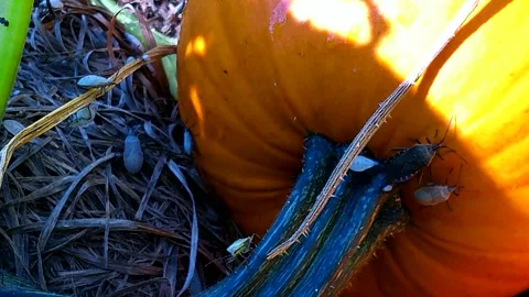 Squash bugs in a Garden on a Fall Pumpkin, 4k Stock Footage 343287105