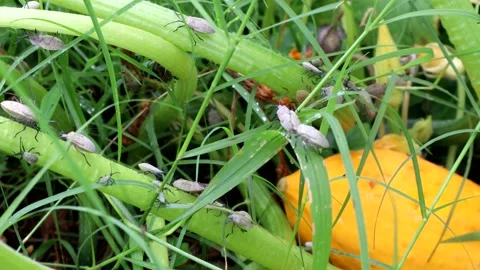 Squash bugs swarming on vines in a garden, 4K Stock Footage 206856339