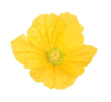 Squash flowe Stock Photos