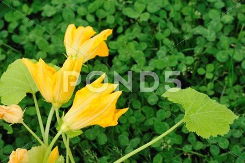 Squash flower and leaves Stock Photos