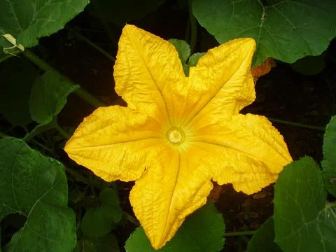 Squash Flower Stock Photos