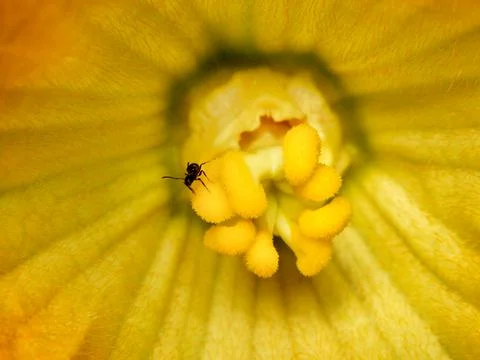 Squash Flower 写真素材