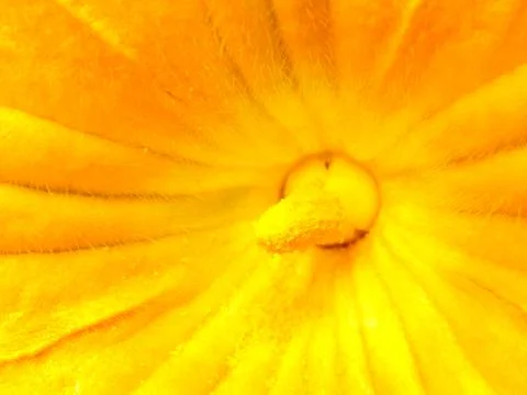 Squash Flower Stock Photos