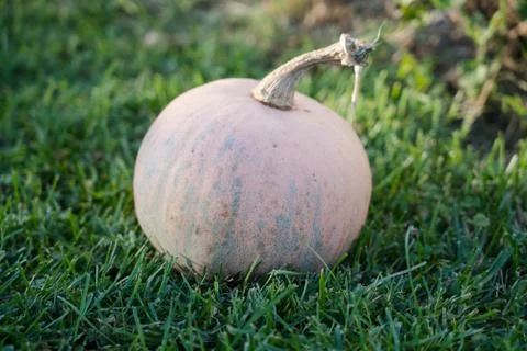 Squash in the garden Stock Photos