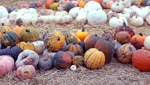 Squash, gourd, and pumpkin patch Fotos de archivo
