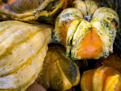 SQUASH GOURD CLOSE-UP Stock Photos