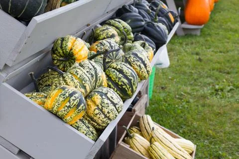 Squash in Gray Bins Stock Photos
